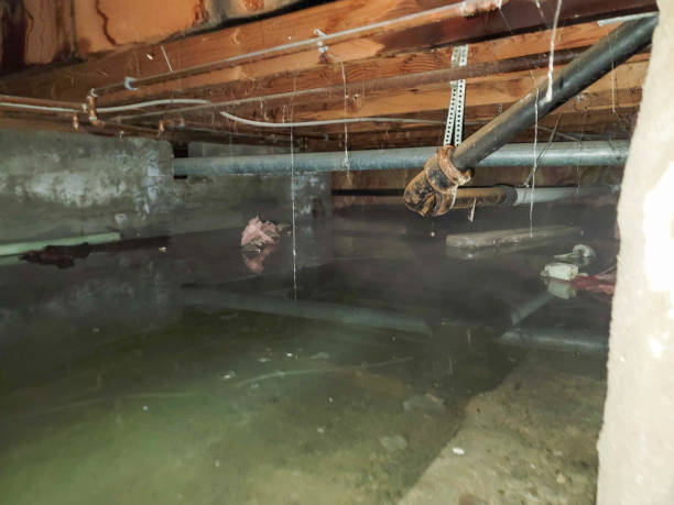 Best Local water damage restoration  in Williamstown, WV