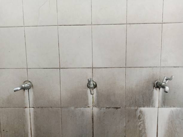 Best Basement water damage restoration  in Williamstown, WV