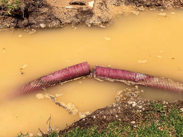 Best Water damage restoration mold remediation  in Williamstown, WV